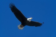 Virginia Beach Eagle Flying